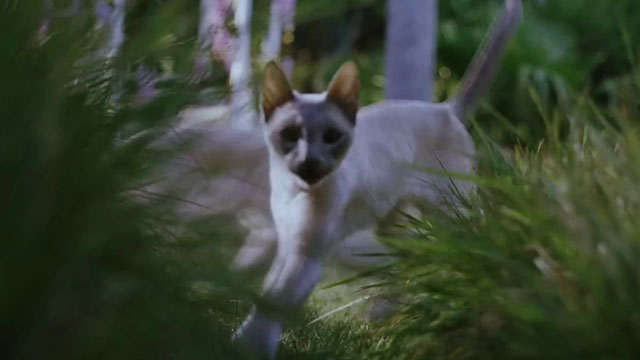 Ping! - blue point Siamese cat running through grass
