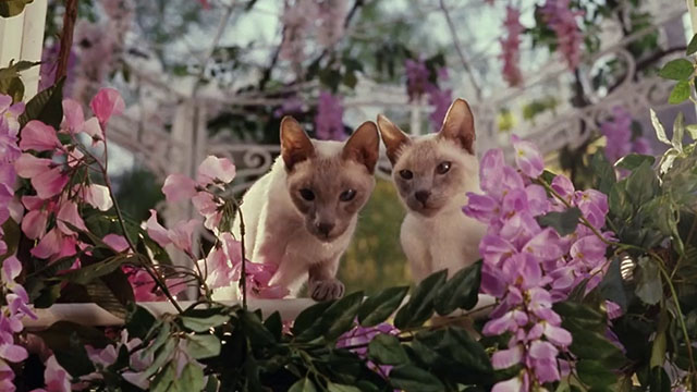 Ping! - two blue point Siamese cats behind flowers