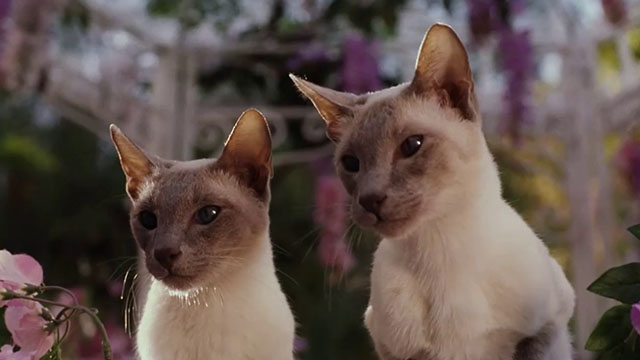 Ping! - two blue point Siamese cats