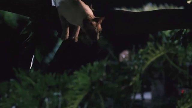 Ping! - blue point Siamese cat holding onto knit cap from tree branch