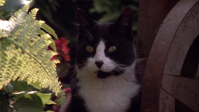 Pink Floyd The Wall - tuxedo cat looking at bird