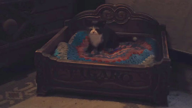 Pinocchio - black and white tuxedo kitten Figaro sitting in carved bed