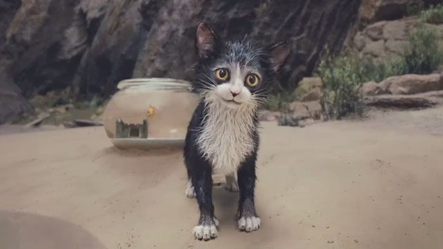 Pinocchio - wet black and white tuxedo kitten Figaro with Cleo on beach