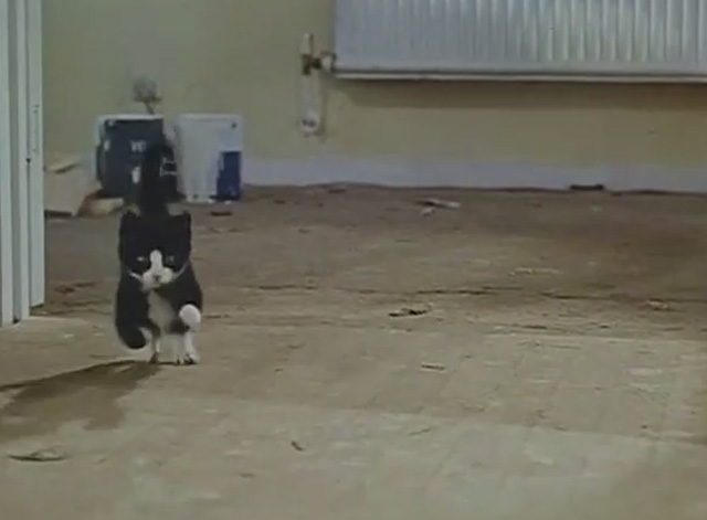 The Plank - tuxedo kitten coming around corner into room