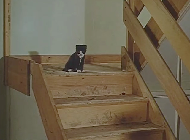 The Plank - tuxedo kitten sitting on stairs