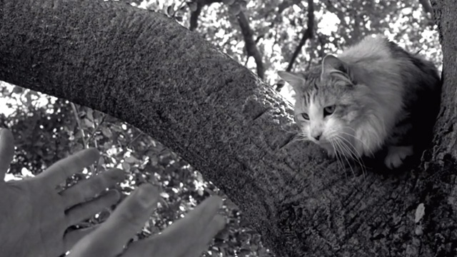 Pleasantville - long-haired cat stuck in tree with fireman attempting to rescue