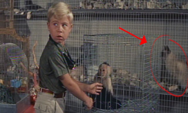 Please Don't Eat the Daisies - Siamese cat in cage in pet shop