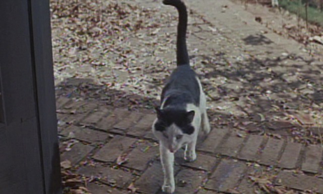 Please Don't Eat the Daisies - tuxedo cat growls at Hobo dog