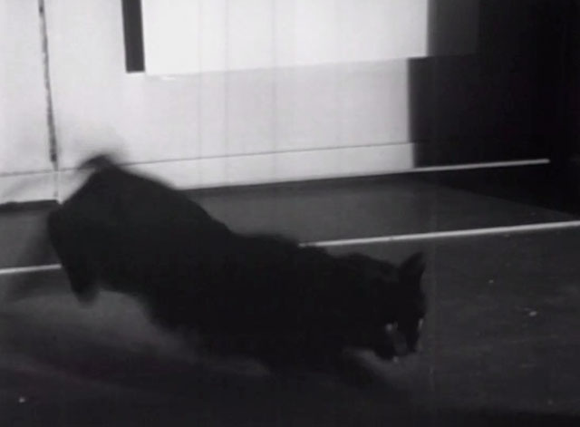 Please Murder Me - black cat running away from door