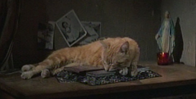 Pocketful of Miracles - orange tabby cat lying on photo