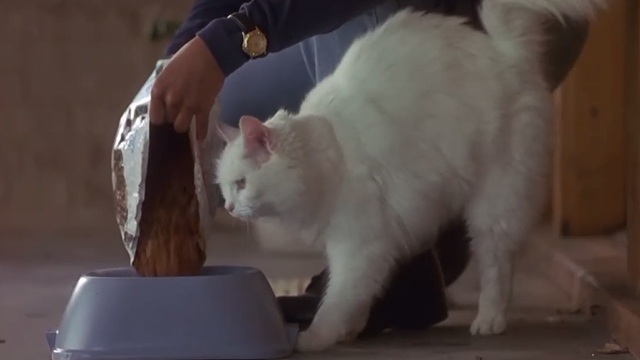 Poetic Justice - long-haired white cat White Boy next to bowl being filled with dry food