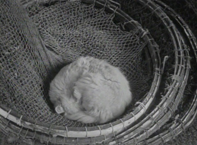 La Pointe Courte - cat curled up sleeping in fishing net