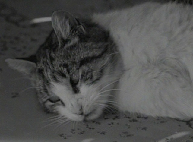La Pointe Courte - close up of cat lying on table