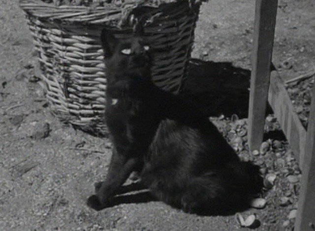 La Pointe Courte - black cat looking up