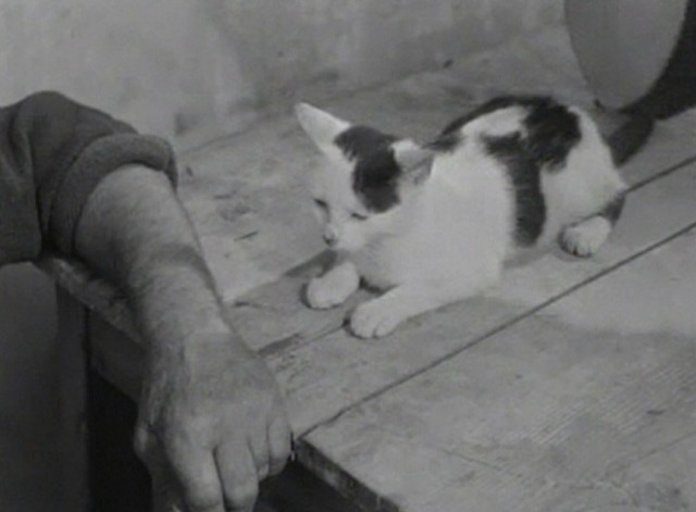 La Pointe Courte - black and white cat sitting on table