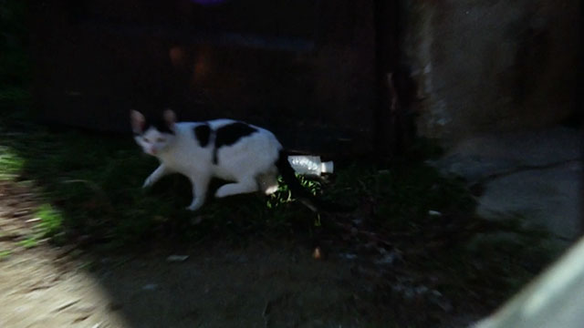 The Police Are Blundering in the Dark - La polizia brancola nel buio - white cat with black markings running away