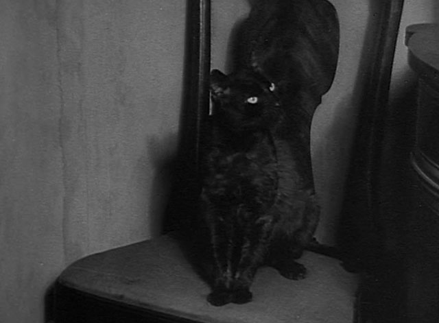 Politics - black cat sitting on chair