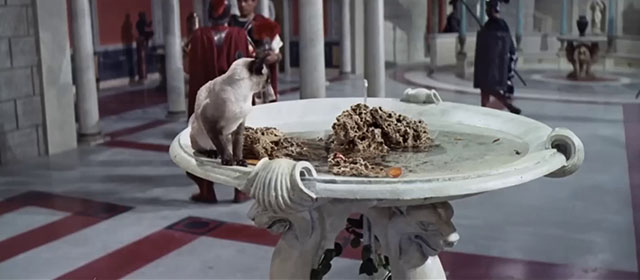 Ponzio Pilato - Pontius Pilate - Siamese kitten on fountain