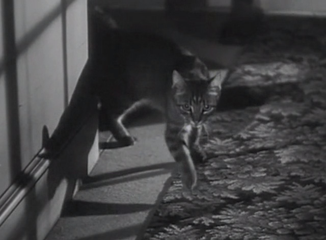 Pop Always Pays - tabby cat walking around corner