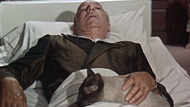 Portrait in Black - Matthew Cabot Lloyd Nolan in bed with Siamese cat Rajah