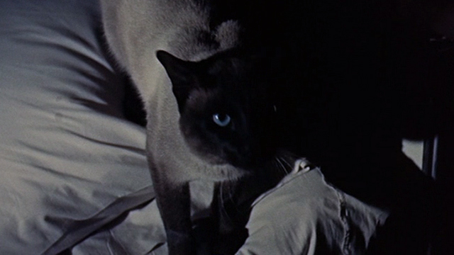 Portrait in Black - Siamese cat Rajah