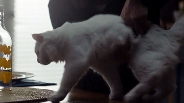 Possesor - white cat on kitchen table