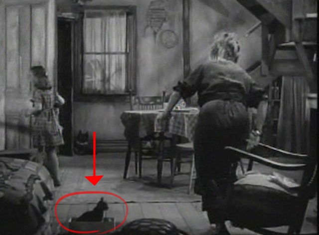 Primrose Path kitten in box