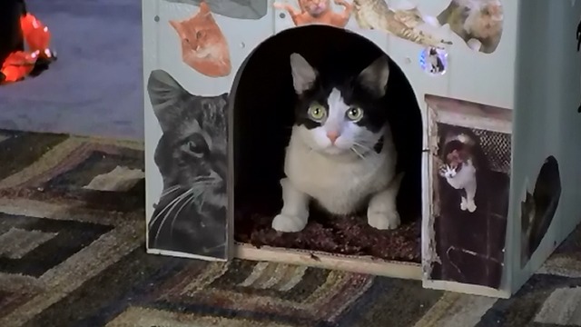 The Princess Diaries - tuxedo cat Fat Louie inside cat house with white rings around eyes