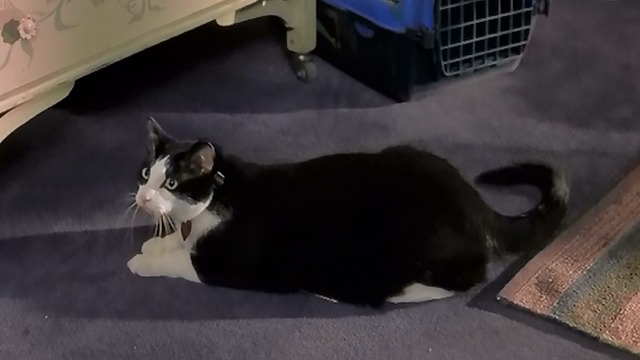 The Princess Diaries - tuxedo cat Fat Louie lying on envelope