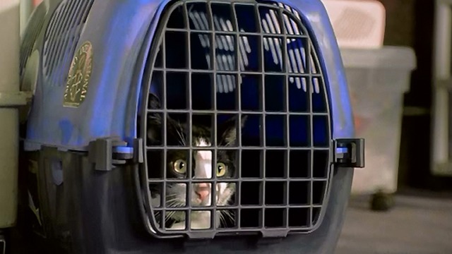 The Princess Diaries - tuxedo cat Fat Louie inside carrier