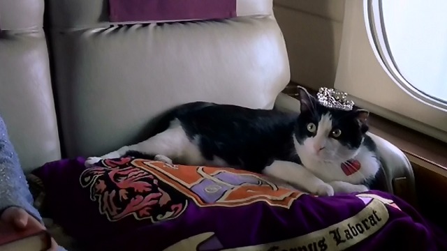 The Princess Diaries - tuxedo cat Fat Louie lying on pillow with tiara on plane