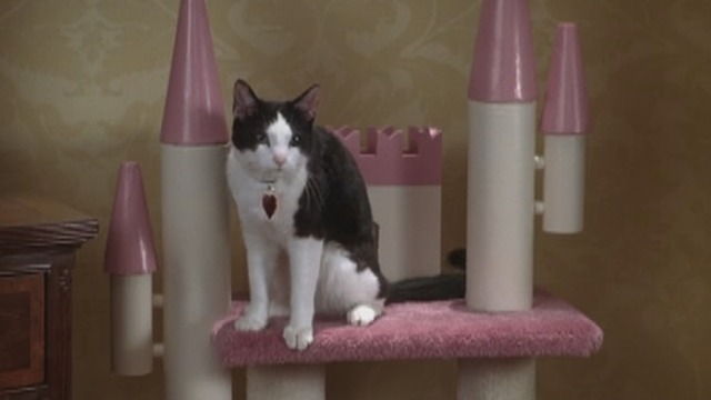The Princess Diaries 2: Royal Engagement - tuxedo cat Fat Louie sitting on castle cat tree