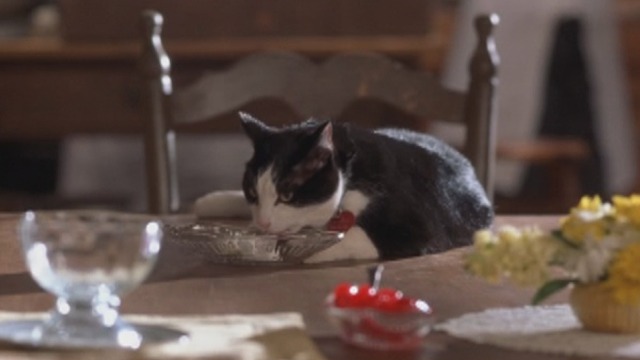 The Princess Diaries 2: Royal Engagement - tuxedo cat Fat Louie eating ice cream