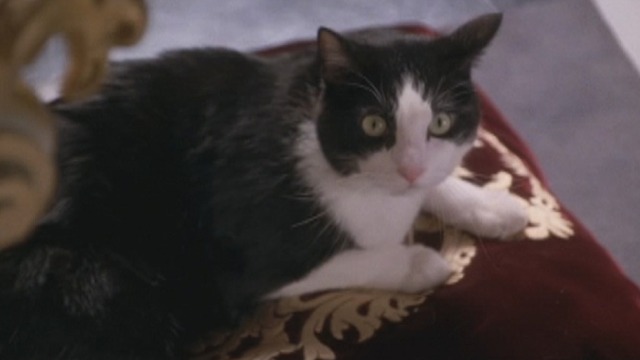 The Princess Diaries 2: Royal Engagement - tuxedo cat Fat Louie on cushion close
