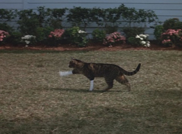 Problem Child - tabby cat Fuzzball walking with front leg splints