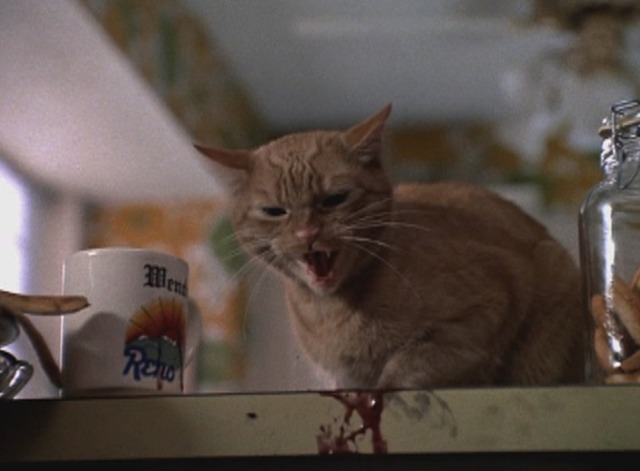 Problem Child - orange tabby cat hissing