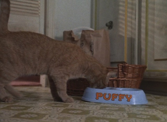 Problem Child - orange tabby cat hissing