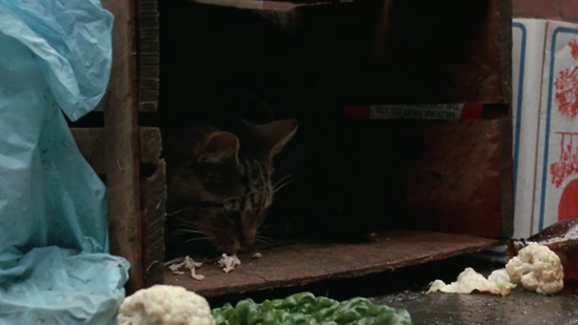 Proof - Bengal tabby cat Ugly eating bits of meat in crate
