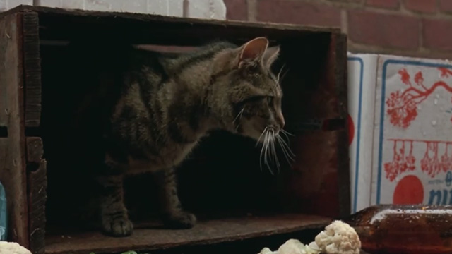 Proof - Bengal tabby cat Ugly in crate