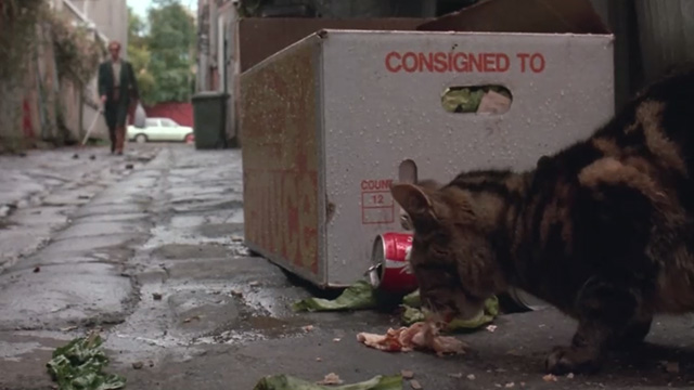 Proof - Bengal tabby cat Ugly eating meat in alley as Martin Hugo Weaving approaches