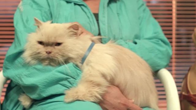 Proof - cream colored Persian cat in lap