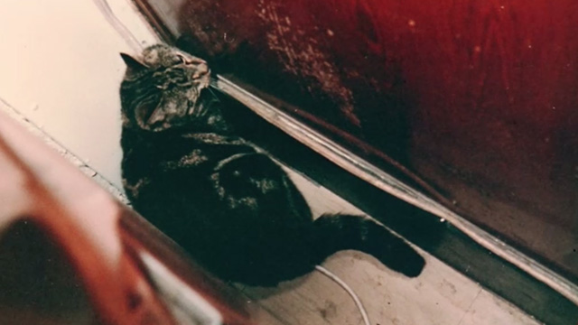 Proof - photo of Bengal tabby cat Ugly