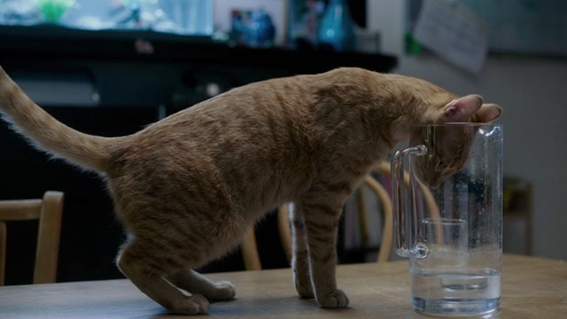 Proxima - ginger tabby cat Laika with head sticking in glass pitcher