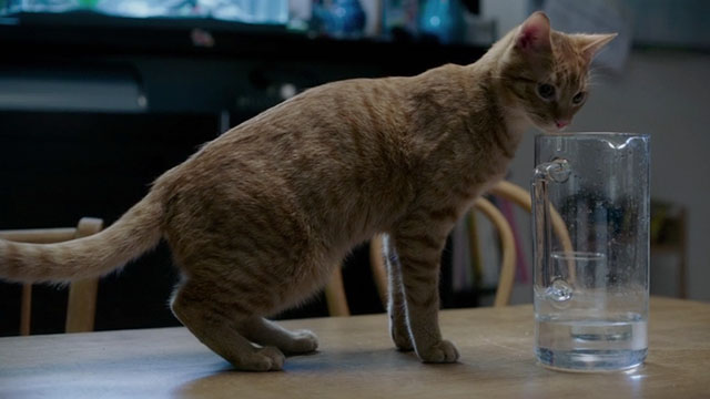 Proxima - ginger tabby cat Laika pulling head out of glass pitcher