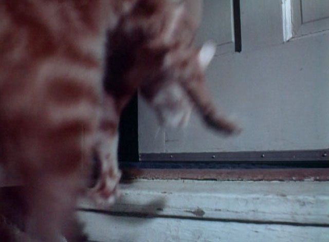 The Psycho Lover - ginger tabby cat Oscar being placed inside door