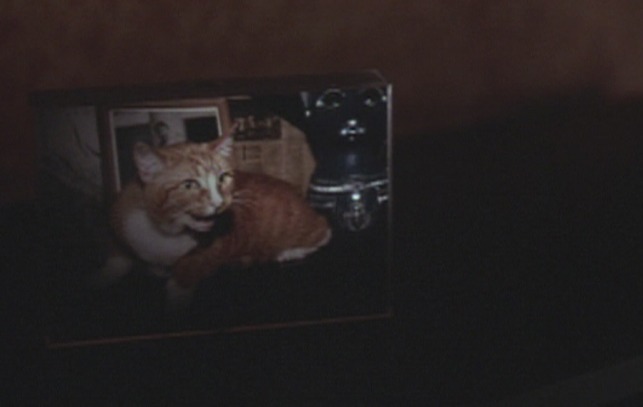 P.S. Your Cat is Dead! - framed photo of cat Tennessee