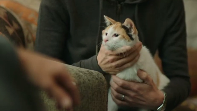 Punching Henry - calico cat being held on lap