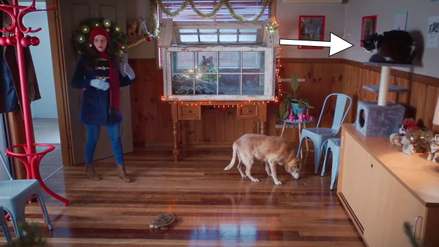 Puppy Love for Christmas - Annie Georgia Flood entering shelter with tuxedo cat George on cat tree