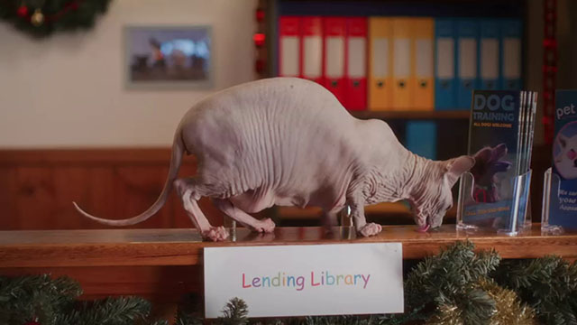 Puppy Love for Christmas - Sphynx cat Bigglesworth on counter