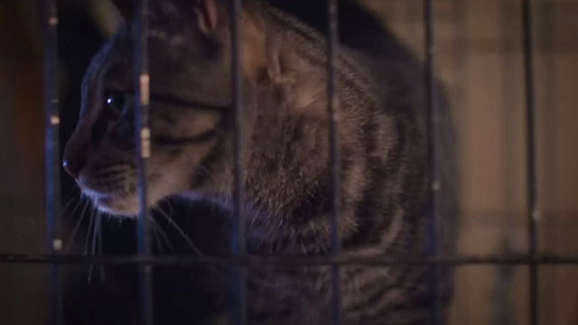 Puppy Love for Christmas - brown tabby cat in cage